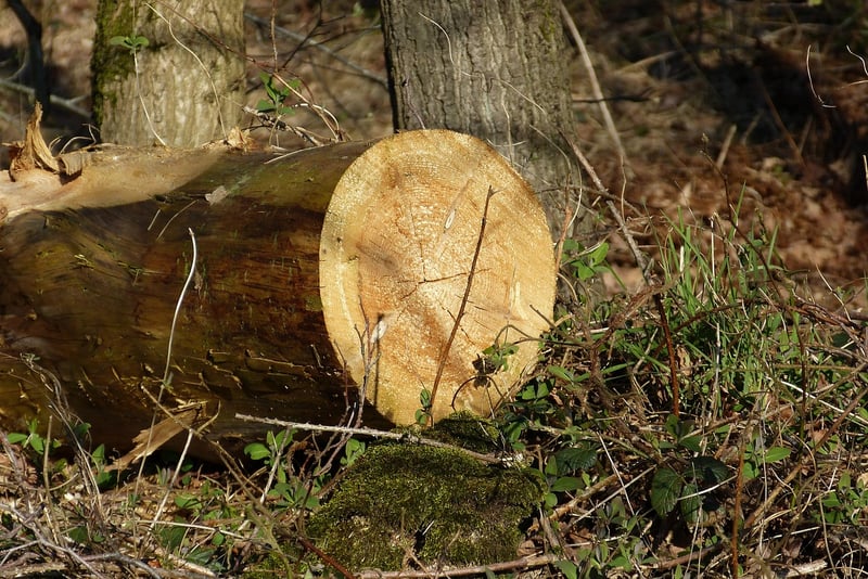 Nature Connection Walks